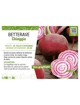 BETTERAVE CHIOGGIA
