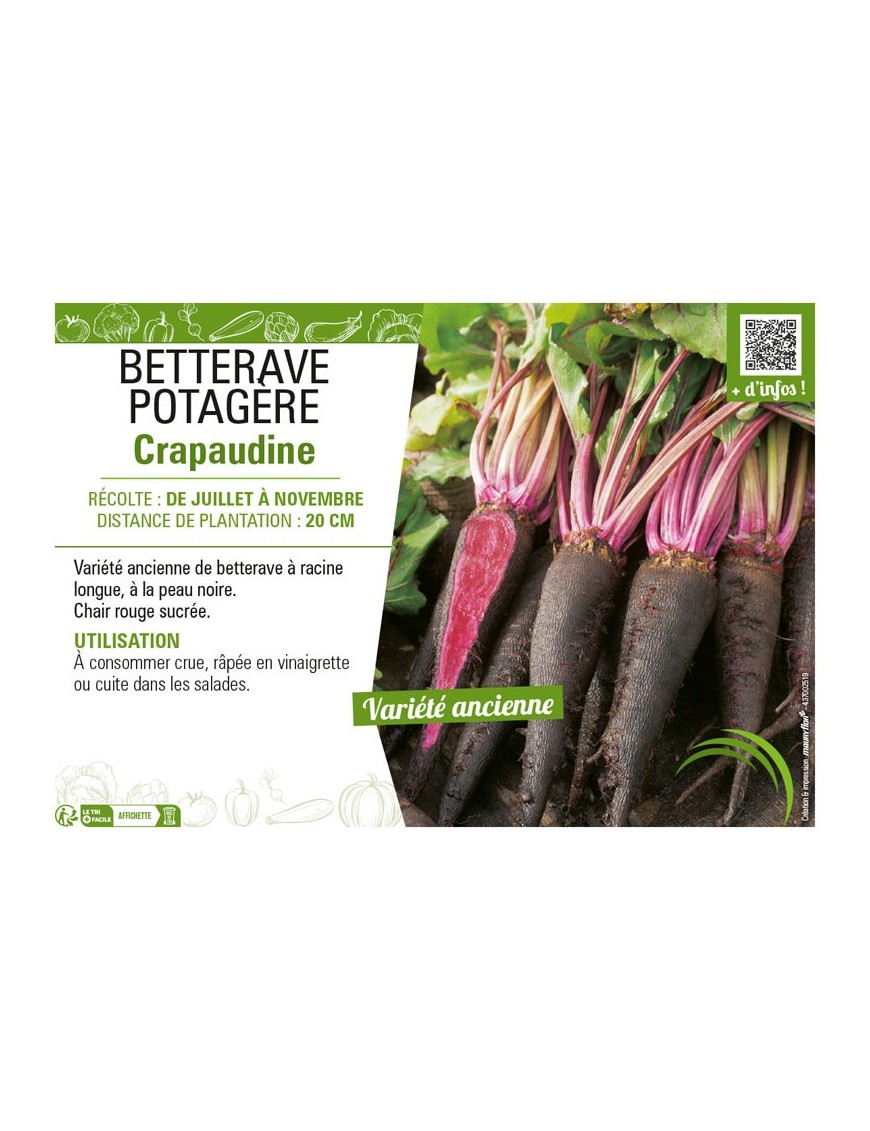 BETTERAVE POTAGÈRE CRAPAUDINE