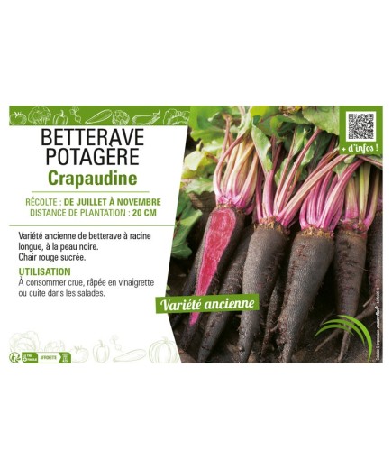 BETTERAVE POTAGÈRE CRAPAUDINE