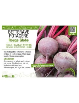 BETTERAVE POTAGÈRE ROUGE GLOBE