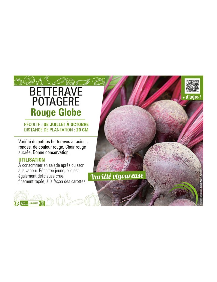 BETTERAVE POTAGÈRE ROUGE GLOBE