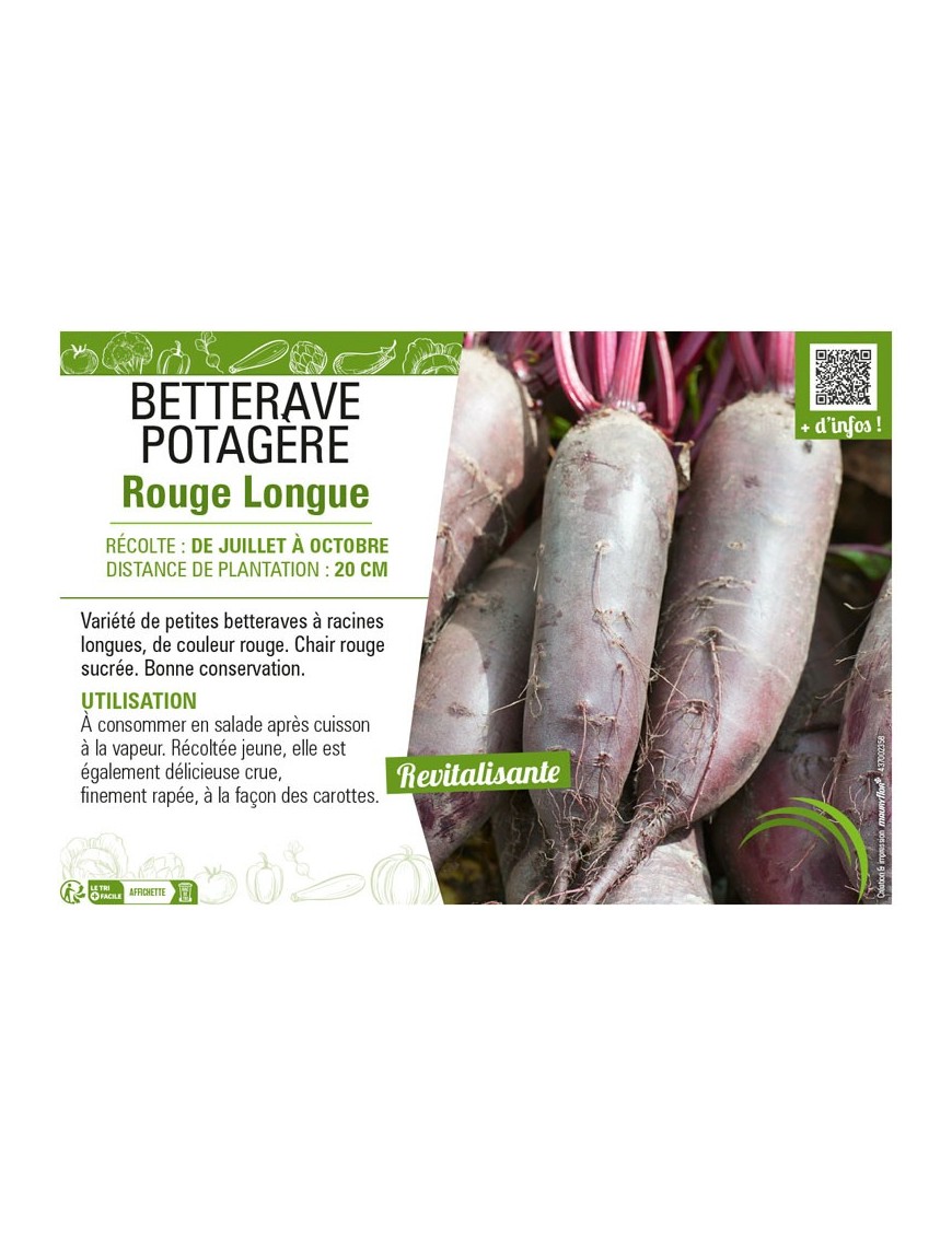 BETTERAVE POTAGÈRE ROUGE LONGUE