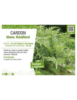 CARDON BLANC AMÉLIORÉ