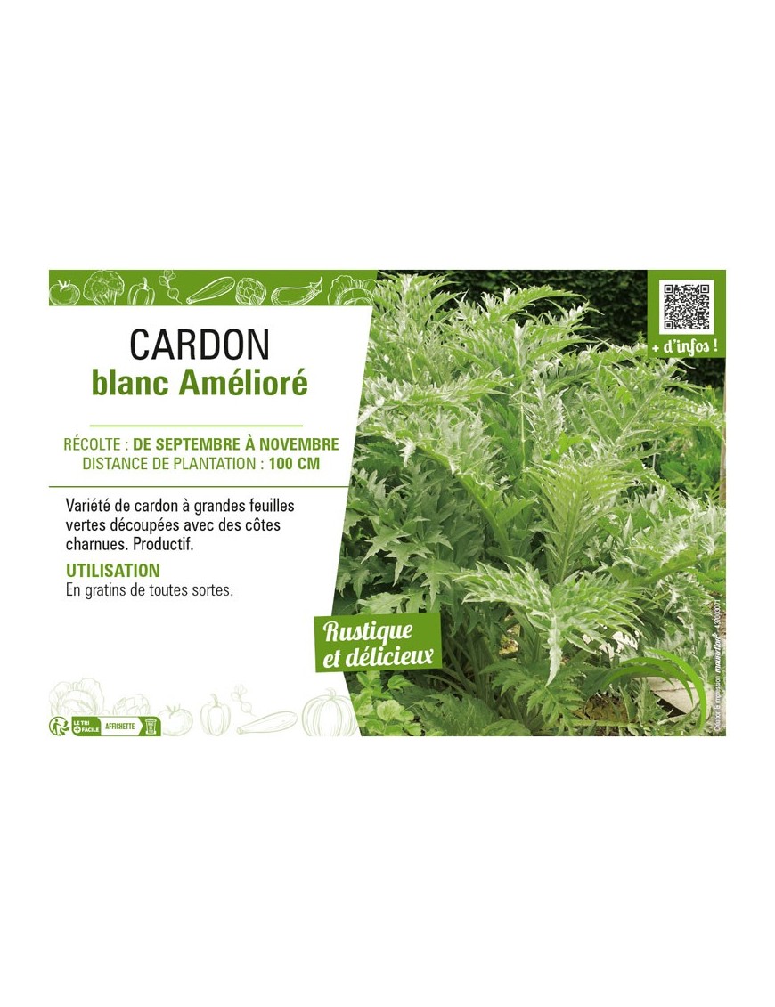 CARDON BLANC AMÉLIORÉ