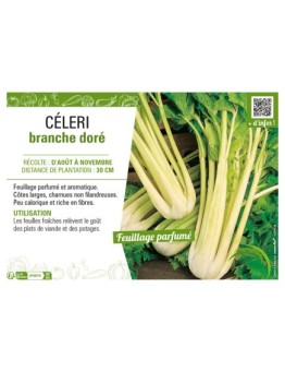 CÉLERI BRANCHE DORÉ