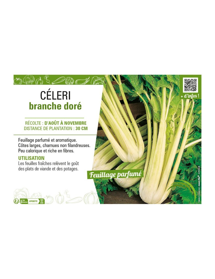 CÉLERI BRANCHE DORÉ