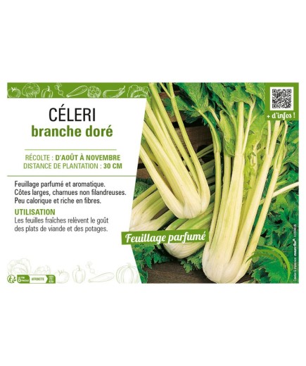 CÉLERI BRANCHE DORÉ