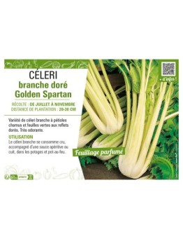 CÉLERI BRANCHE DORÉ GOLDEN SPARTAN