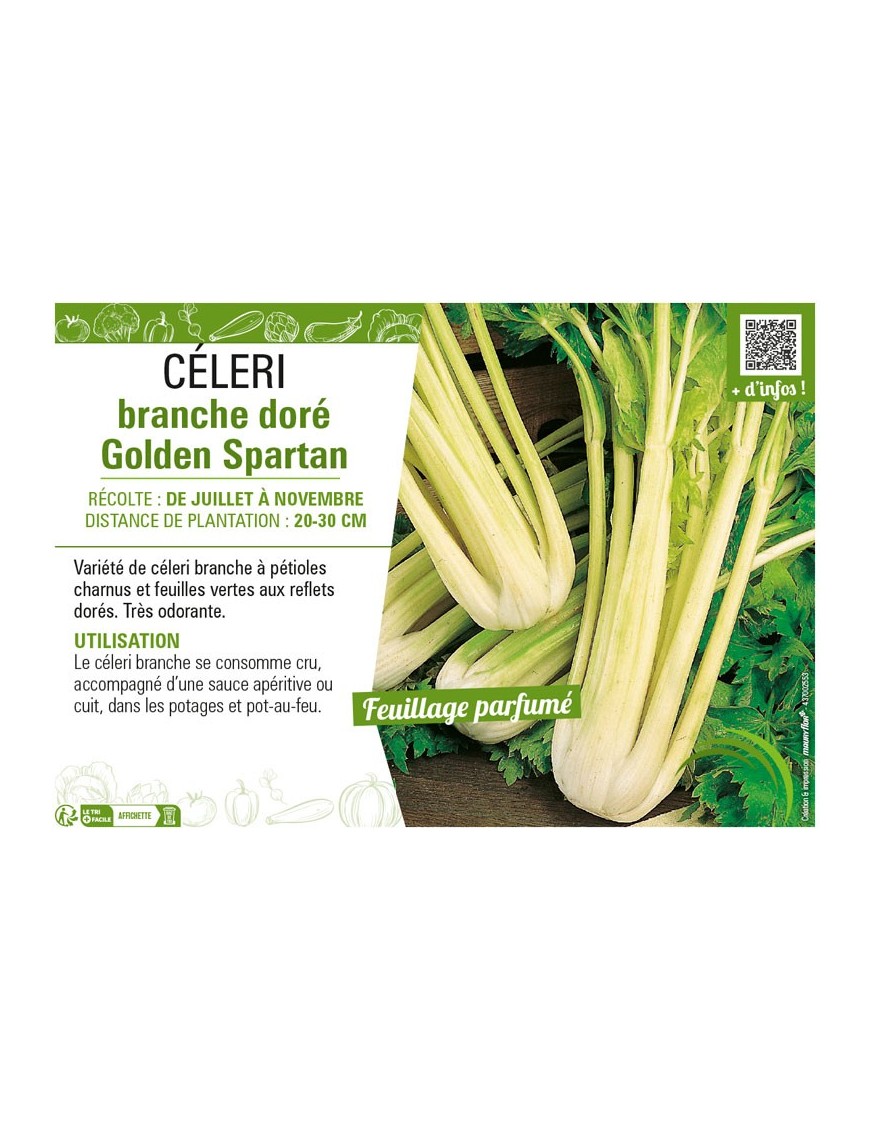 CÉLERI BRANCHE DORÉ GOLDEN SPARTAN