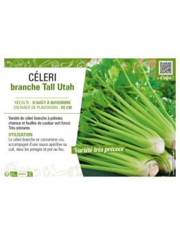 CÉLERI BRANCHE TALL UTAH