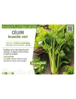 CÉLERI BRANCHE VERT