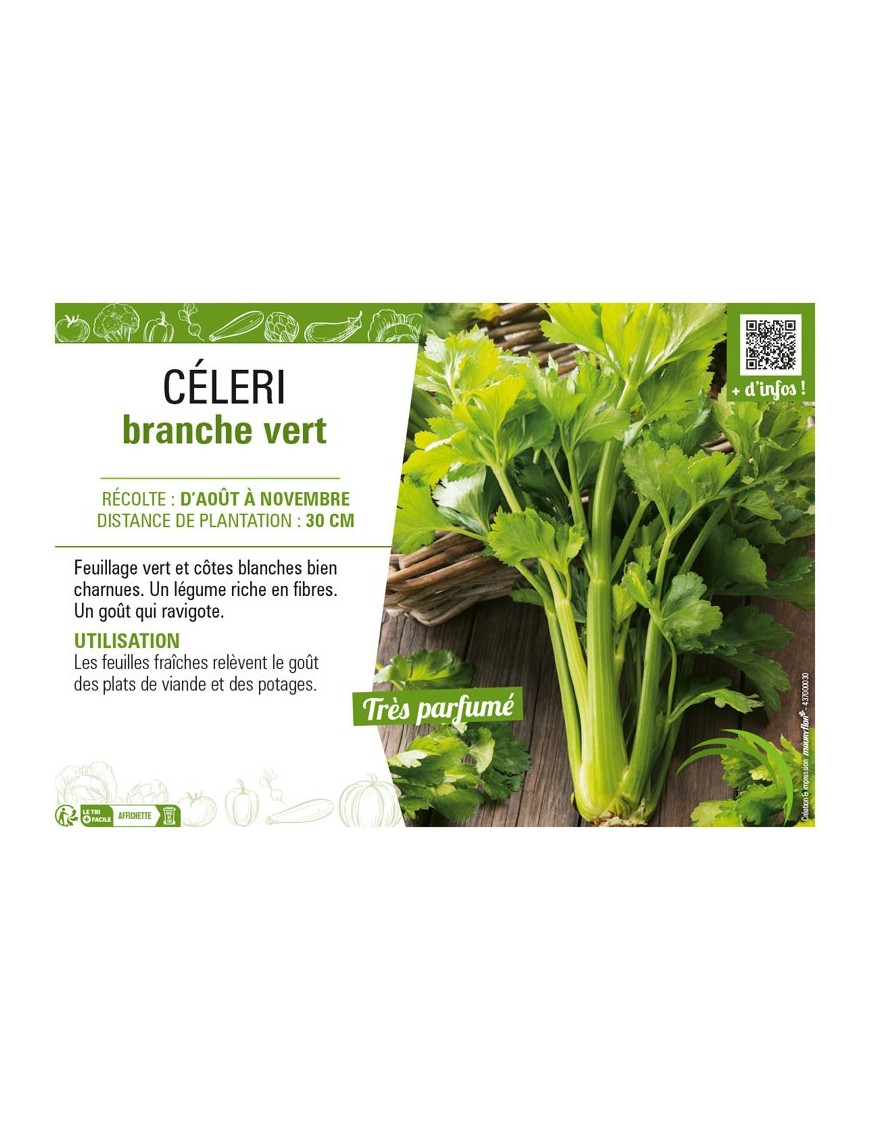 CÉLERI BRANCHE VERT