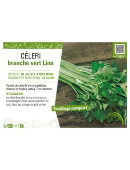 CÉLERI BRANCHE VERT LINO