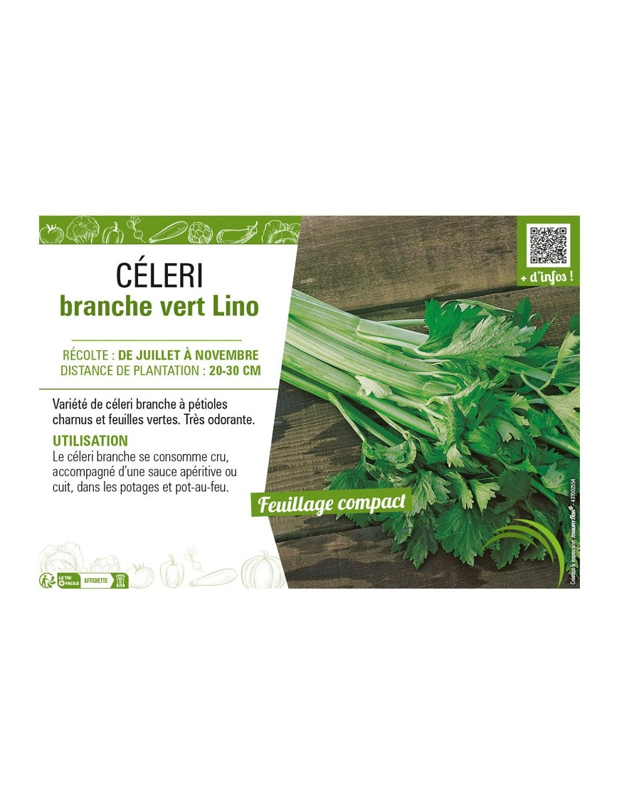 CÉLERI BRANCHE VERT LINO