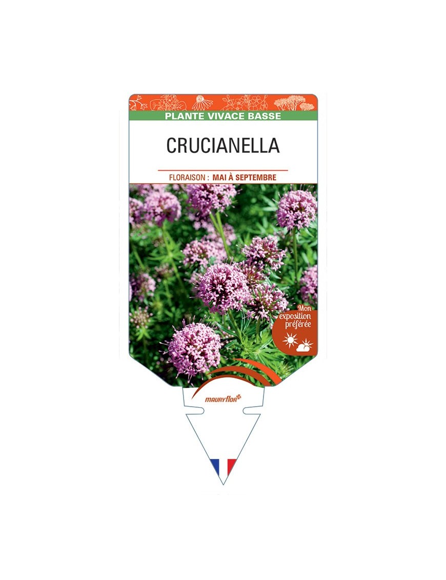 CRUCIANELLA