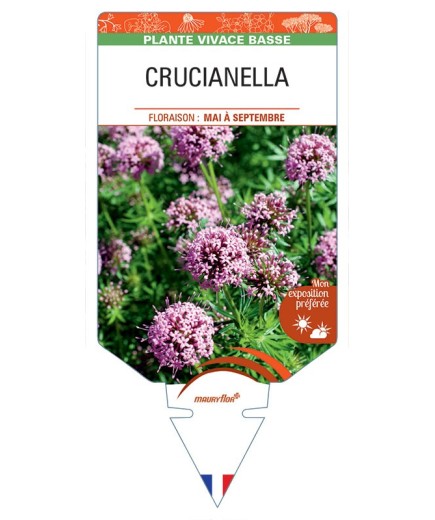 CRUCIANELLA