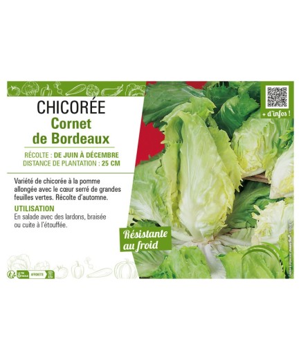 CHICORÉE CORNET DE BORDEAUX