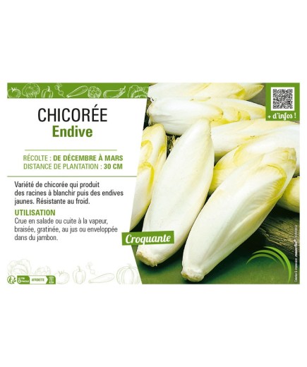 CHICORÉE ENDIVE