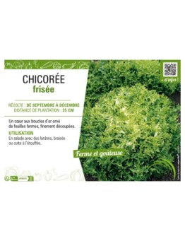CHICORÉE FRISÉE