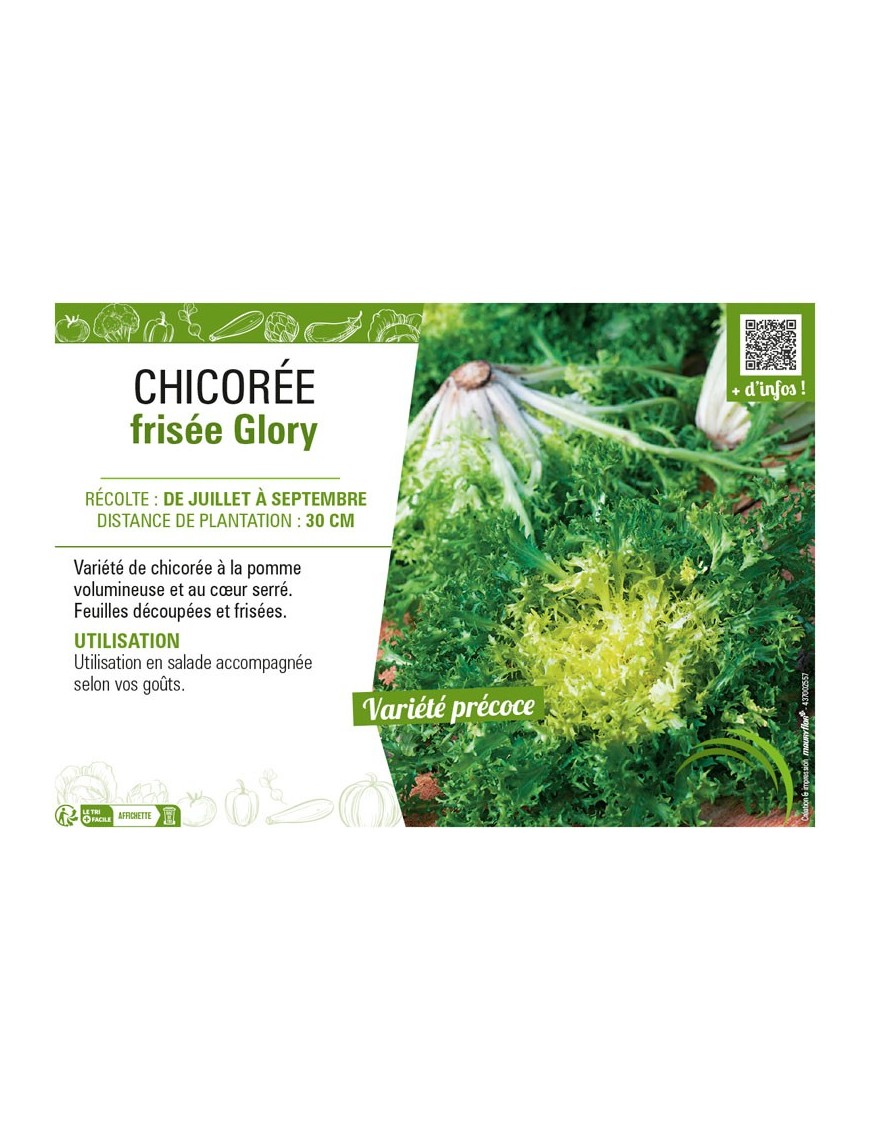 CHICORÉE FRISÉE GLORY