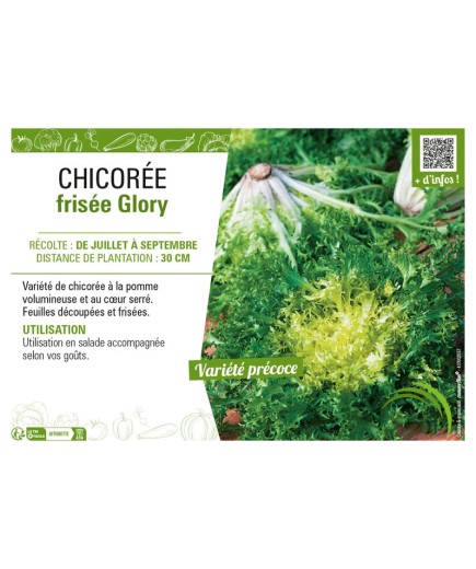 CHICORÉE FRISÉE GLORY