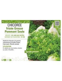CHICORÉE FRISÉE GROSSE POMMANT SEULE