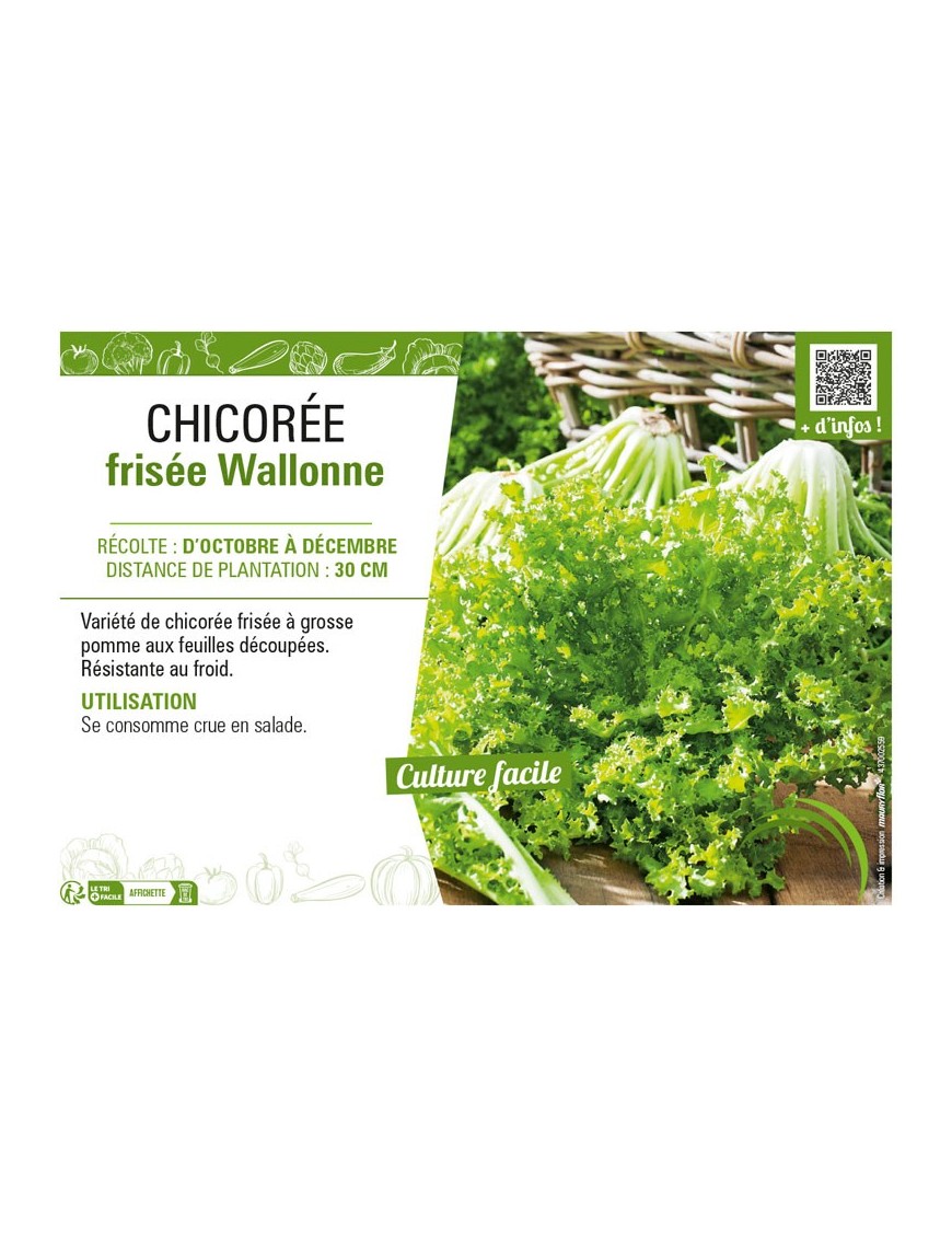 CHICORÉE FRISÉE WALLONNE
