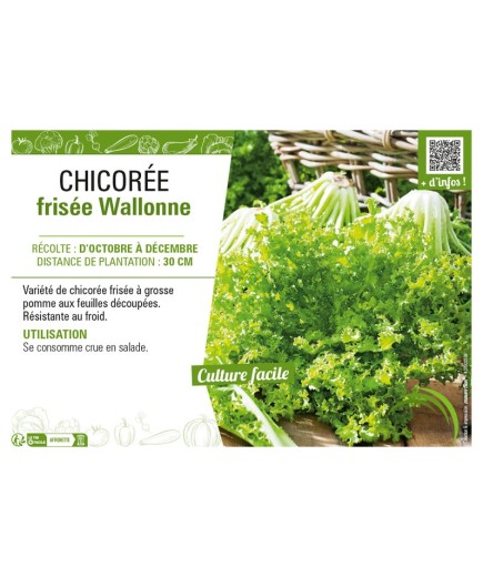 CHICORÉE FRISÉE WALLONNE