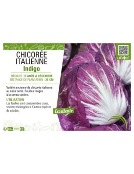 CHICORÉE ITALIENNE INDIGO