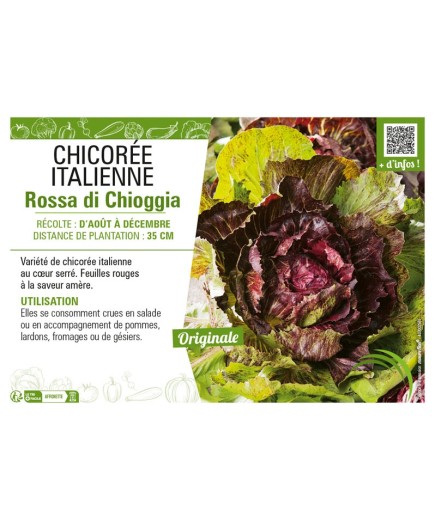 CHICORÉE ITALIENNE ROSSA DI CHIOGGIA