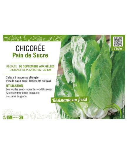 CHICORÉE PAIN DE SUCRE