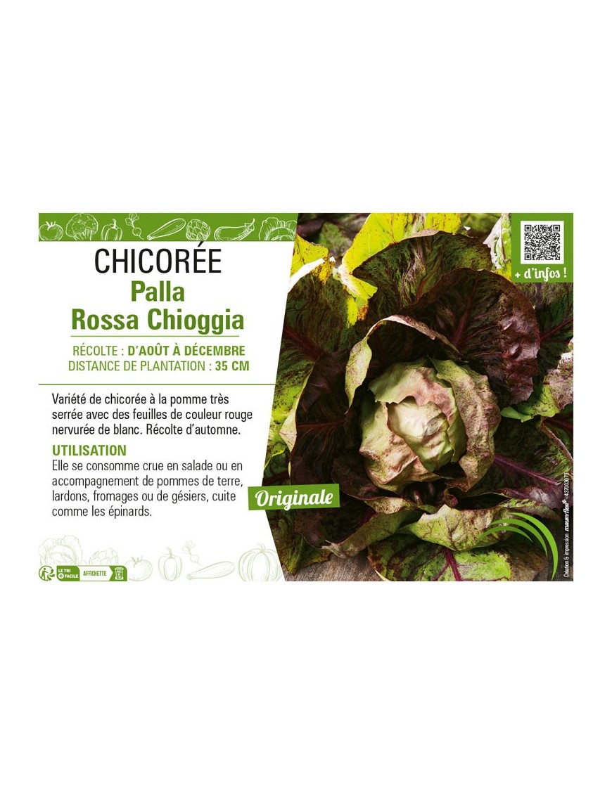 CHICORÉE PALLA ROSSA CHIOGGIA