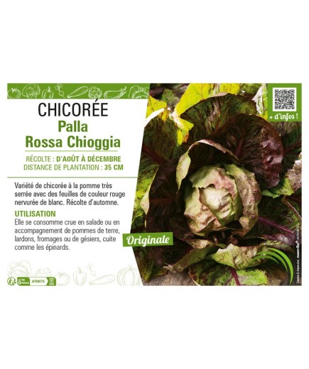 CHICORÉE PALLA ROSSA CHIOGGIA