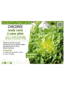 CHICORÉE RONDE VERTE À CŒUR PLEIN