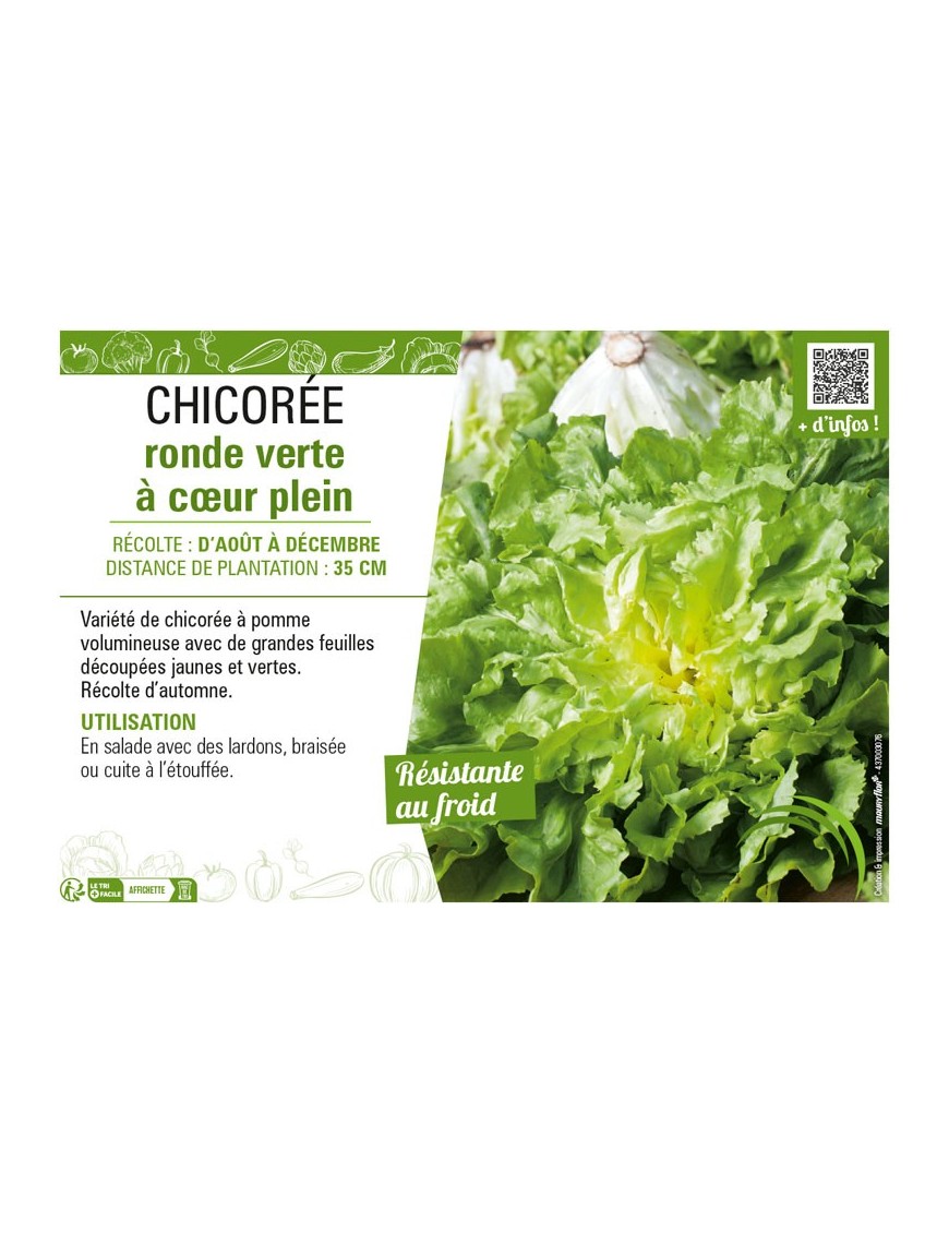 CHICORÉE RONDE VERTE À CŒUR PLEIN