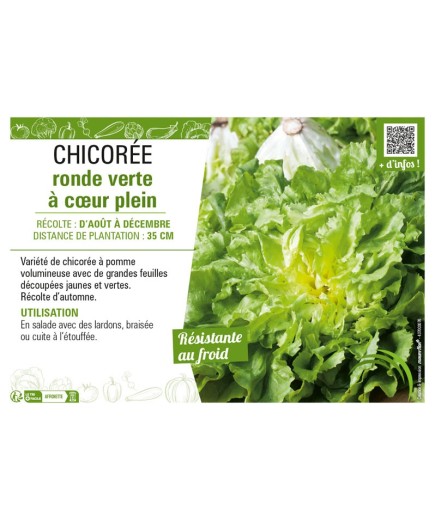 CHICORÉE RONDE VERTE À CŒUR PLEIN