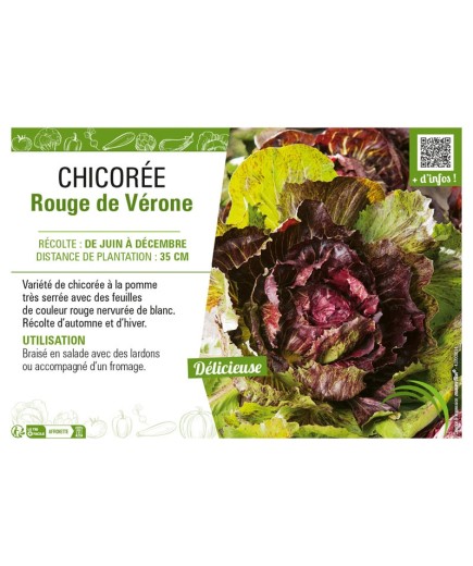 CHICORÉE ROUGE DE VÉRONE