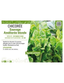 CHICORÉE SAUVAGE AMÉLIORÉE BLONDE