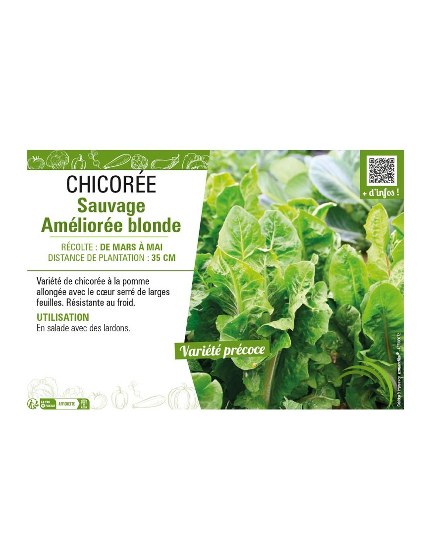 CHICORÉE SAUVAGE AMÉLIORÉE BLONDE