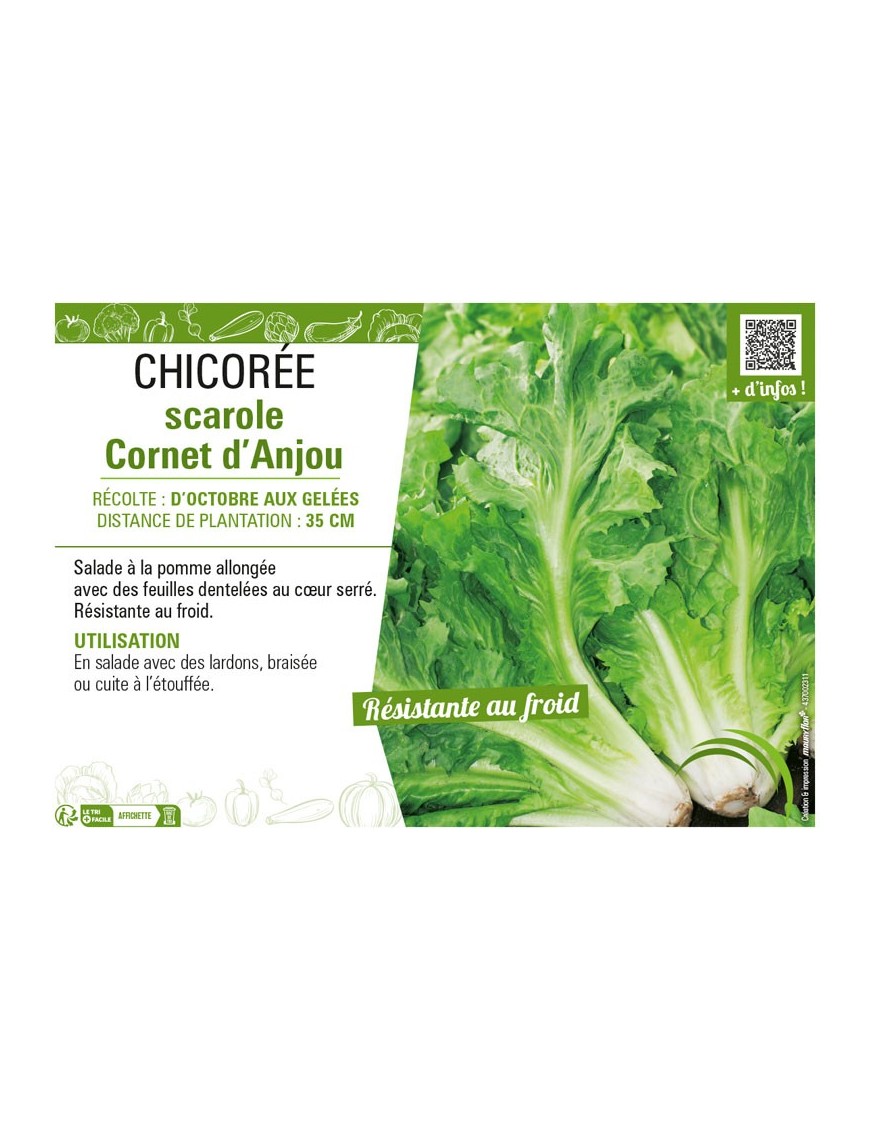 CHICORÉE SCAROLE CORNET D'ANJOU