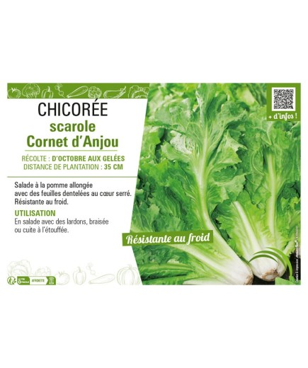CHICORÉE SCAROLE CORNET D'ANJOU