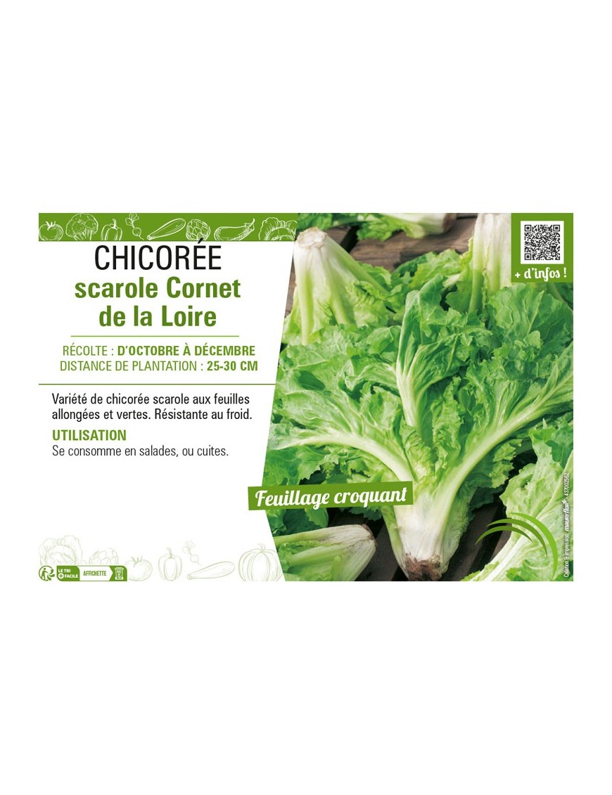 CHICORÉE SCAROLE CORNET DE LA LOIRE