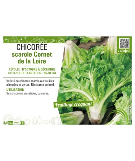 CHICORÉE SCAROLE CORNET DE LA LOIRE