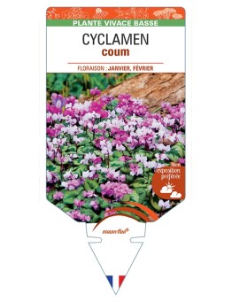 CYCLAMEN coum