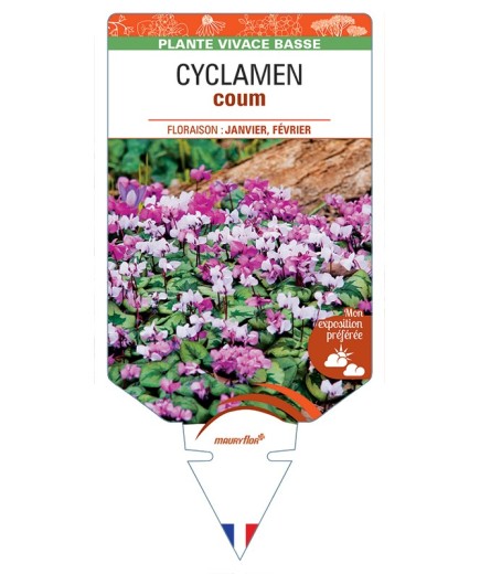 CYCLAMEN coum