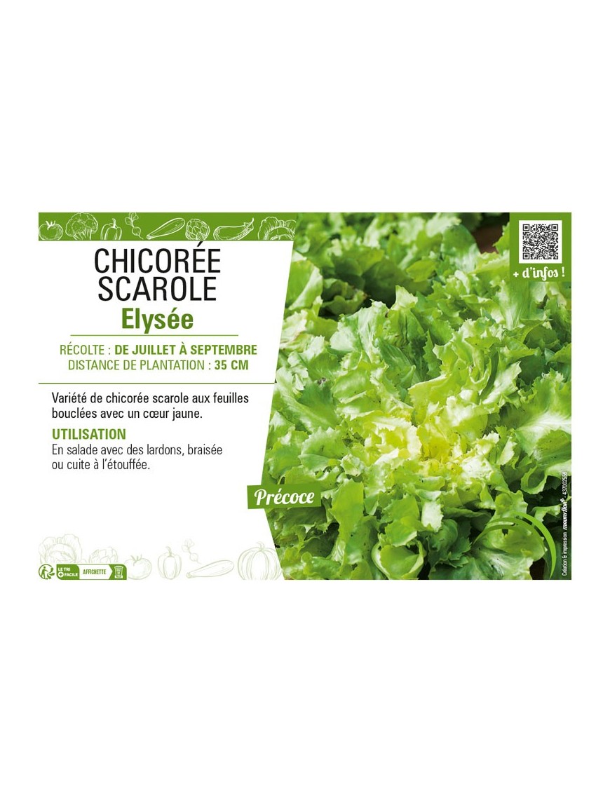 CHICORÉE SCAROLE ELYSÉE
