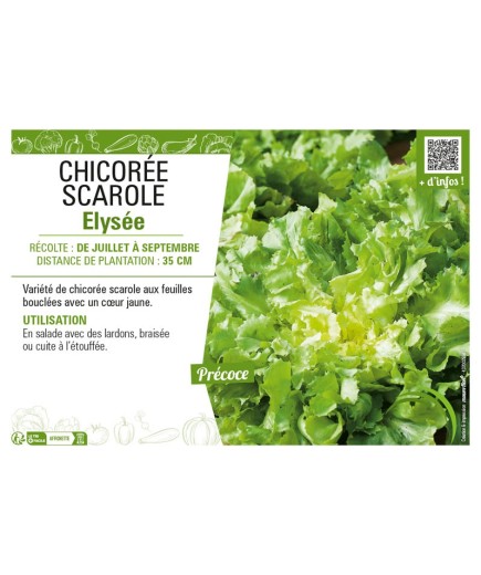 CHICORÉE SCAROLE ELYSÉE