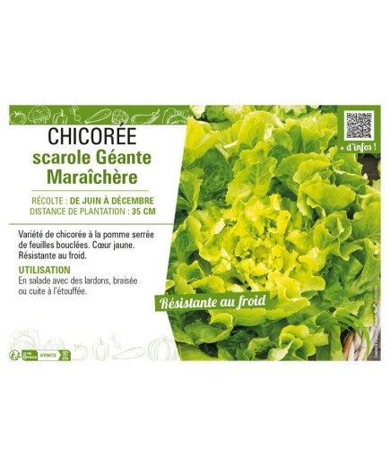 CHICORÉE SCAROLE GÉANTE MARAÎCHÈRE
