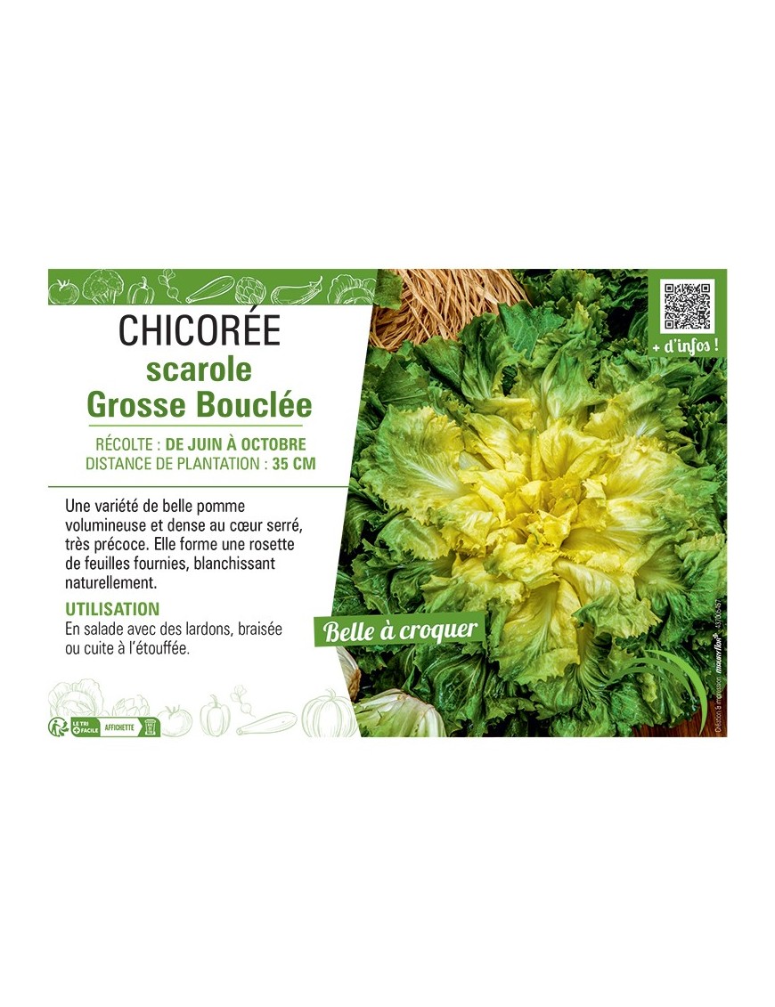 CHICORÉE SCAROLE GROSSE BOUCLEE