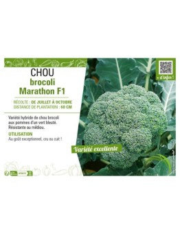 CHOU BROCOLI MARATHON F1